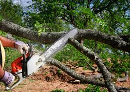 Best Tree Mulching  in San Jose, CA