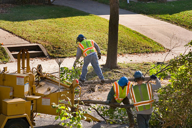 How Our Tree Care Process Works  in  San Jose, CA