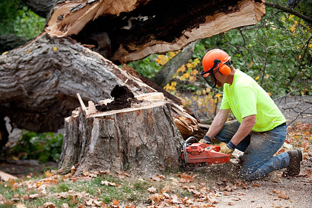 Best Leaf Removal  in San Jose, CA